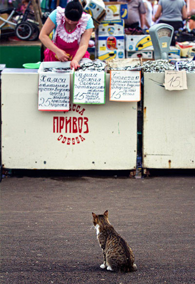 Одесса кот на Привозе